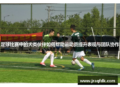 足球比赛中的犬类伙伴如何帮助运动员提升表现与团队协作